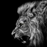 Lion-Roar