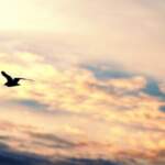 bird-flying-silhouette-gull-freedom-sky-hd-wallpaper-694×417