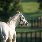 Tapit