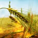 plants-nature-spikelets-wheat-green-wallpaper-for-pc-1920×1080