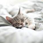 A-gray-kitten-asleep-in-a-bed