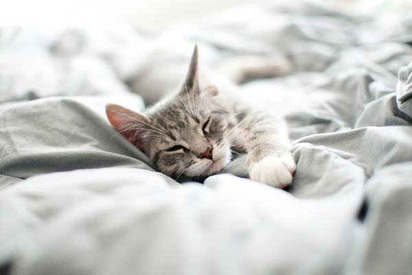 Котките прекарват голяма част от живота си в сън Може