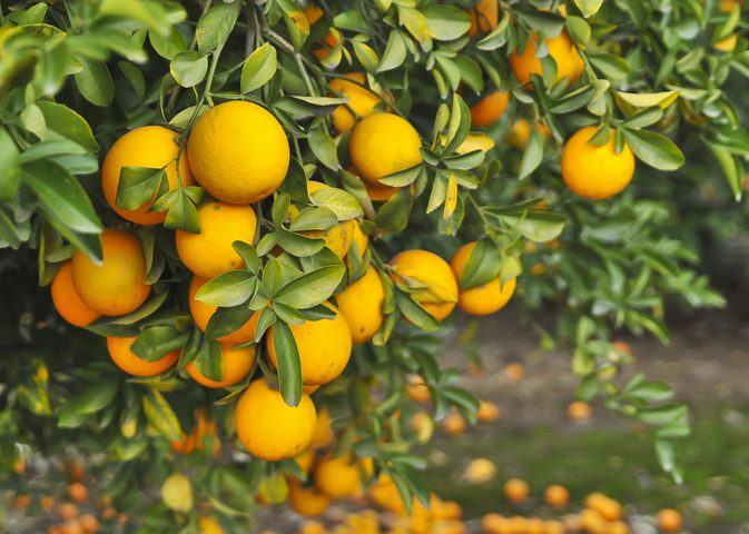 Портокалите са един от най известните и консумирани плодове по цял