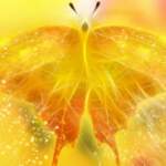 beautiful-golden-light-butterfly_1600x900