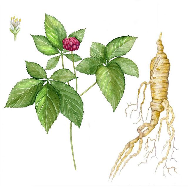 Ашваганда (withania somnifera) безспорно е една от най-ценените билки в