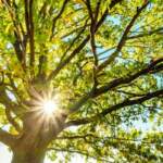 Какво е Икономика на листата и какво определя продължителността на живота на едно дърво?
