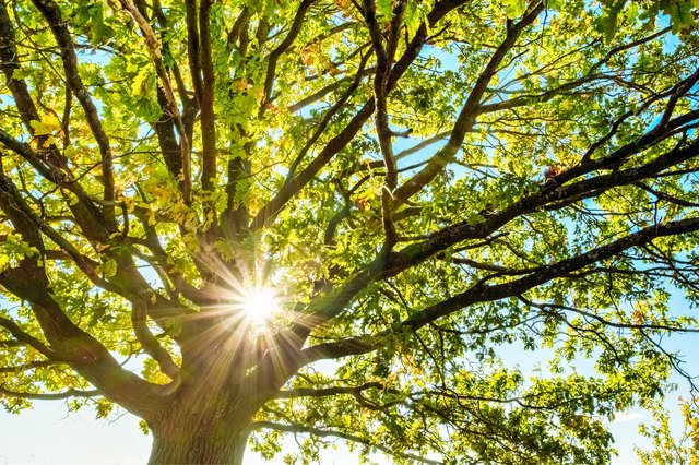 Снимка: Какво е Икономика на листата и какво определя продължителността на живота на едно дърво?